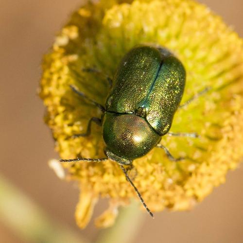 Cryptocephalus sp.